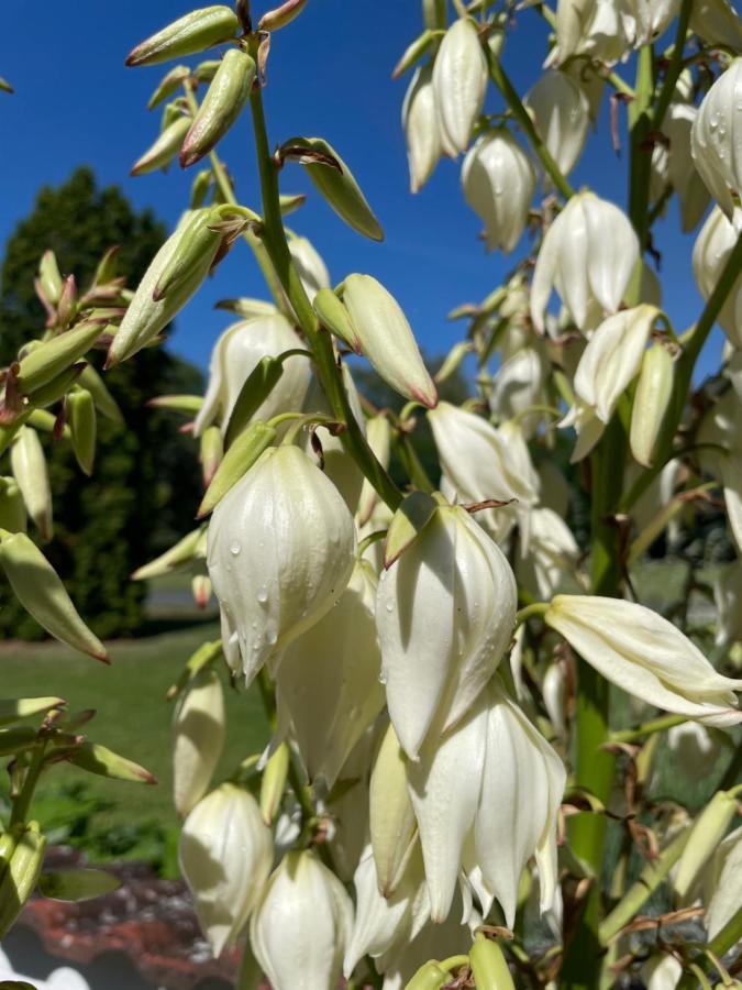 Liliána